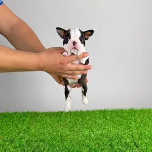 Бостон-терьер - Gessy