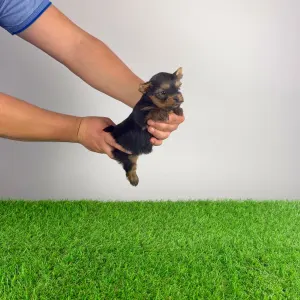 Yorkshire Terrier - Jelly