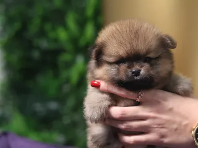 Pomeranian - Blaze💛