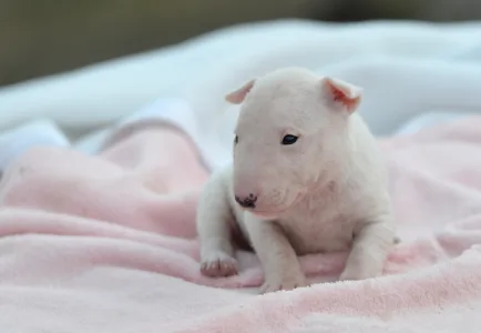 Miniatűr bullterrier - Karla