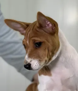 Basenji - Red&white Girl Name- Ona Lucky Alien 