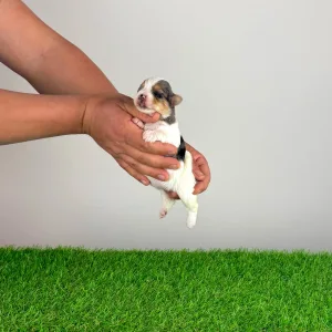 Biewer Terrier - Xanti