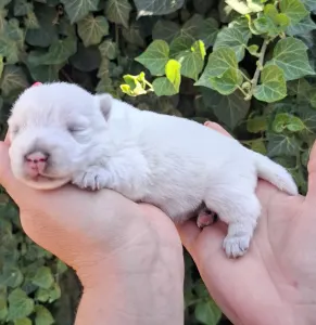West Highland White Terrier - Athos