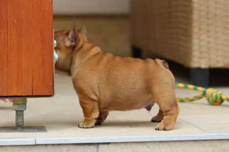 Französische Bulldogge - Unicum