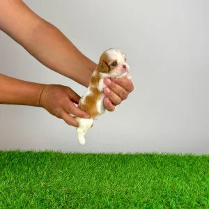 Cavalier King Charles Spaniel - Lotus
