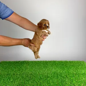 Cavalier King Charles Spaniel - Wimpie