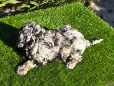 Cavapoo - Moon