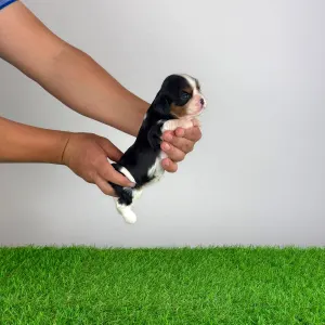 Cavalier King Charles Spaniel - Mirjam