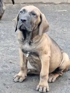 Mastiff brazilian - Jasmin