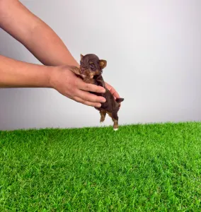 Yorkshire Terrier - Landro