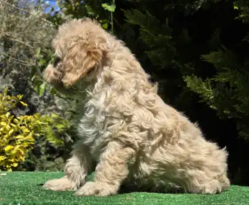 Cavapoo - Flora