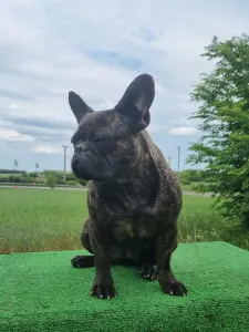 Französische Bulldogge - Olive