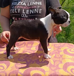 Boston Terrier - Betti