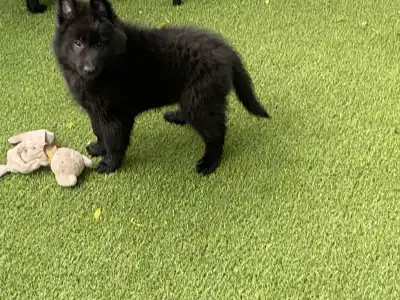 Malinois - Gerőcsvári Fiby