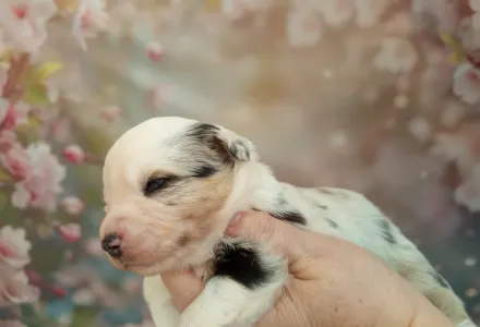 Ciobănesc american în miniatură - Moon