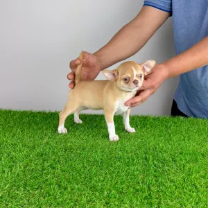 Chihuahua - Zimba 