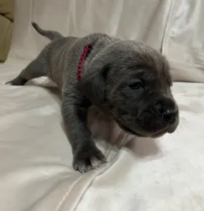 Cane corso - Alíz