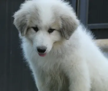 Pyrenean Mountain Dog - Candybelldream Ella
