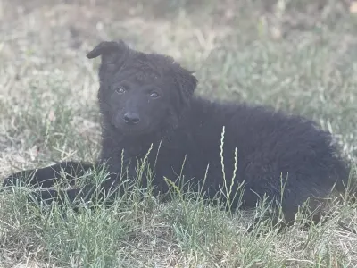 Mudi - Azúrkék-ragyogás Szorgos