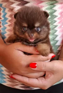 Pomeranian - Denis