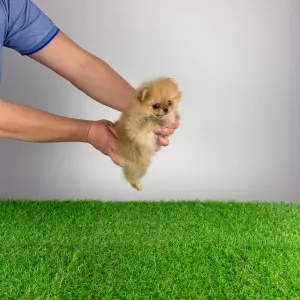 Szpic miniaturowy - Vesta