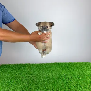 Chihuahua - Jilli