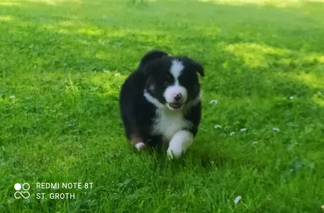 Miniature American Shepherd - Argylle