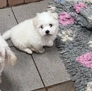 Coton de Tulear - Benito