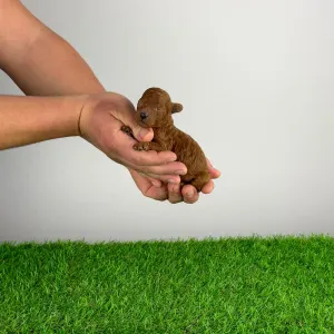 Poodle Miniature - Levi