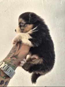 Australian Shepherd - Lujza