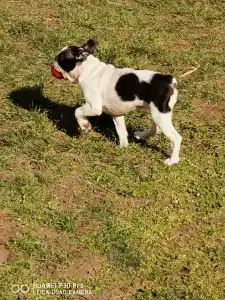 Boston terier - Babett