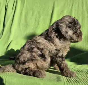 Cavapoo - Monk