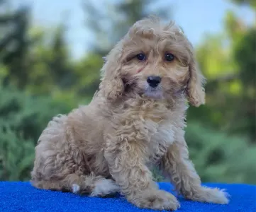 Cavapoo - Miles