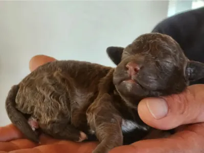 Lagotto Romagnolo - Carina