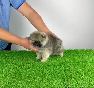 Poméranien - Prissy