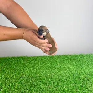 Pomeranian - Rixi