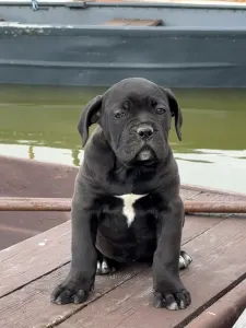 Cane Corso Italiano - Sonja