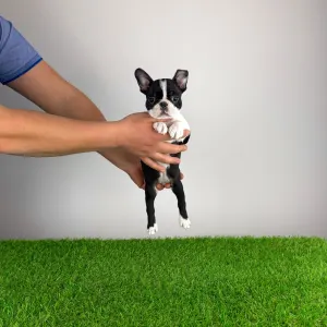 Boston Terrier - Flower 