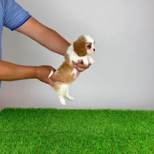 Cavalier King Charles spániel - Norbo
