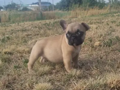 Francia bulldog - Hank