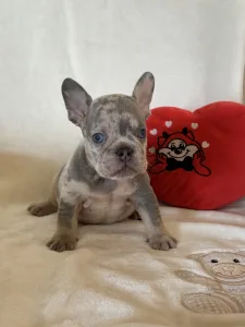 Francouzský buldoček - Pacsi