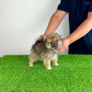 Pomeranian - Neely