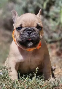 French Bulldog - Udo