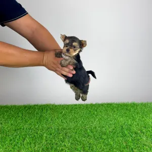 Yorkshire Terrier - Eryx