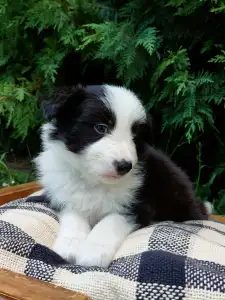 Border Collie - Armani