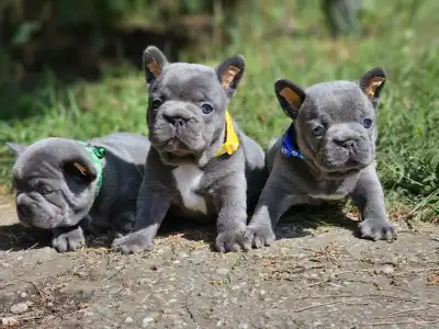 Bouledogue français - Pubi