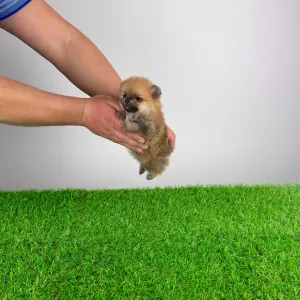 German Pomeranian Spitz - Tomtom