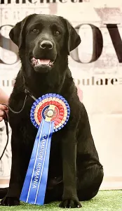 Labrador Retriever - Diasense Labrador Kennel