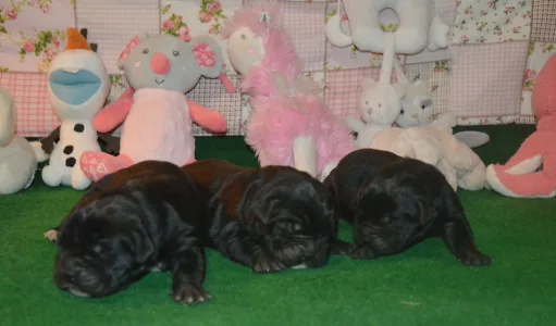 Cane Corso Italiano - Dolce Assassino Primus