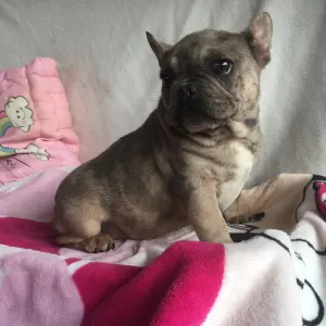 French Bulldog - Mörfi